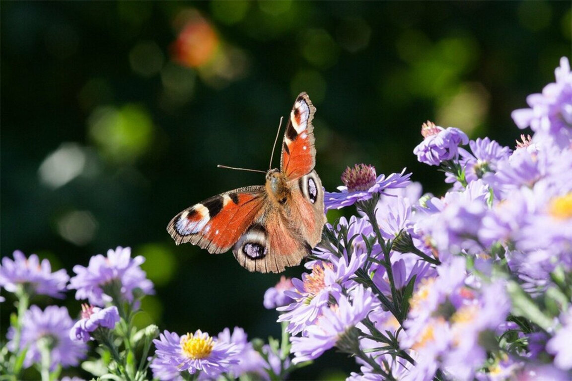 One in five butterfly species in Bulgaria is endangered