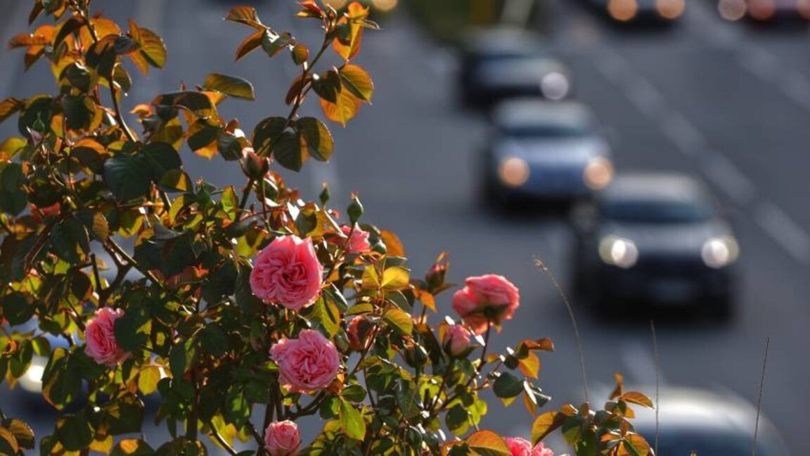 "Форум", 19.06.25: Трафикът в София - има ли решение за прогресиращите проблеми