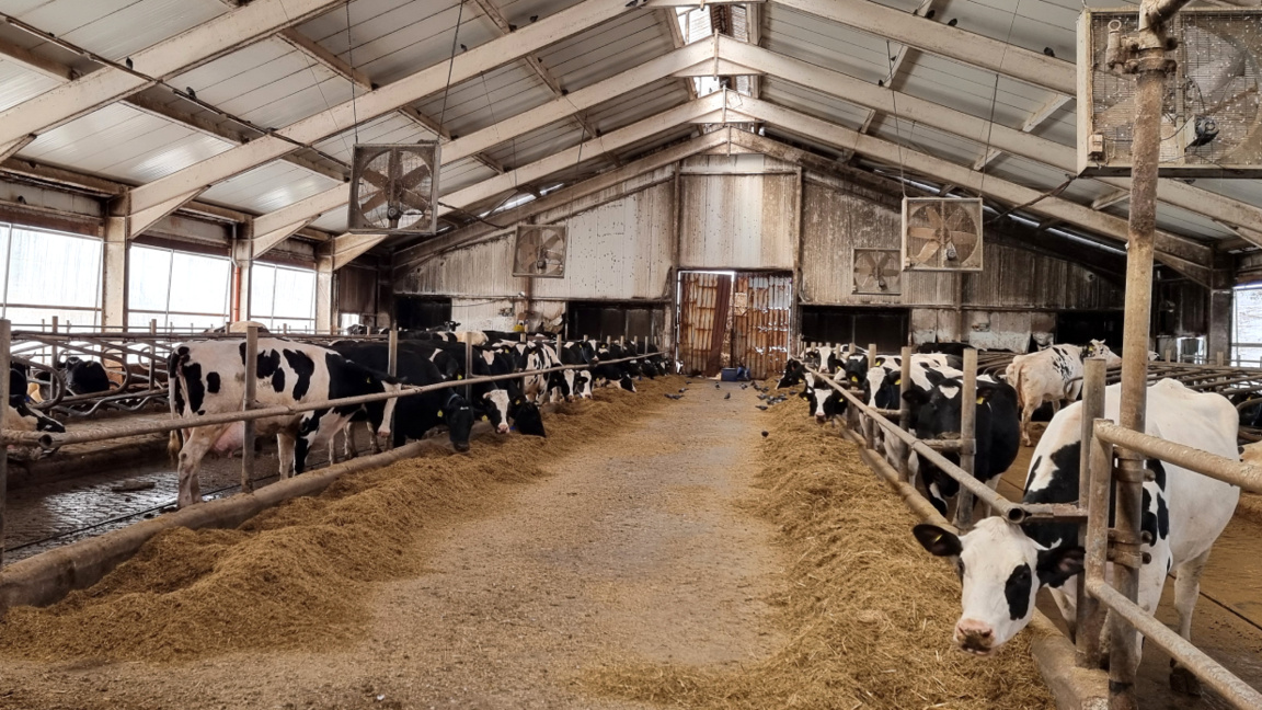 Market distortions lead to the closure of dairy farms