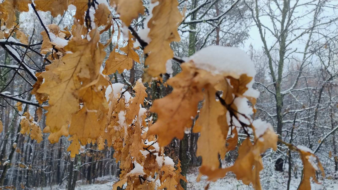 Жълт код за студено време е подаден в 14 области на Северна България