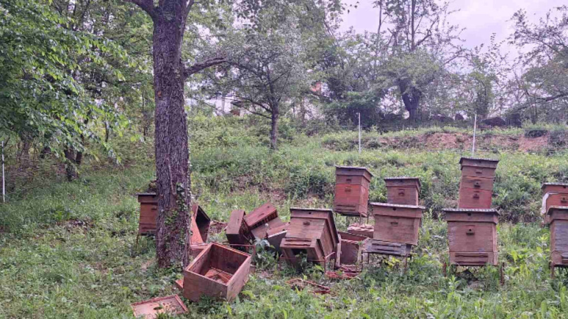 Ayı saldırılarının sıklaşması çiftçileri tedirgin ediyor