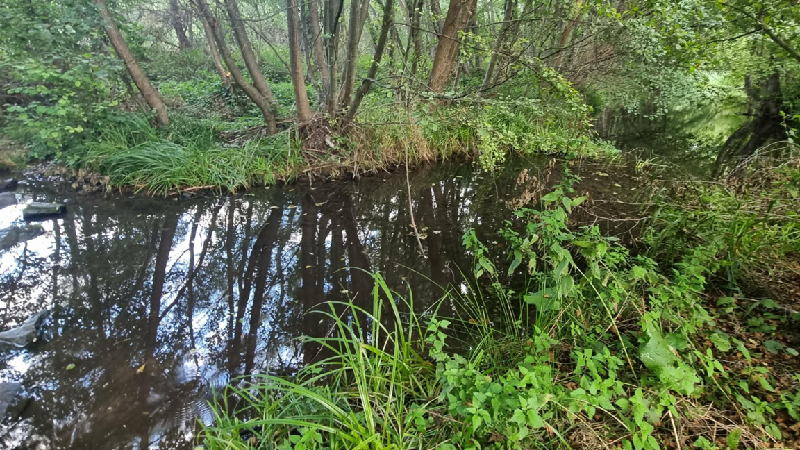 Непречистени води са причината за мъртва риба в река Струма