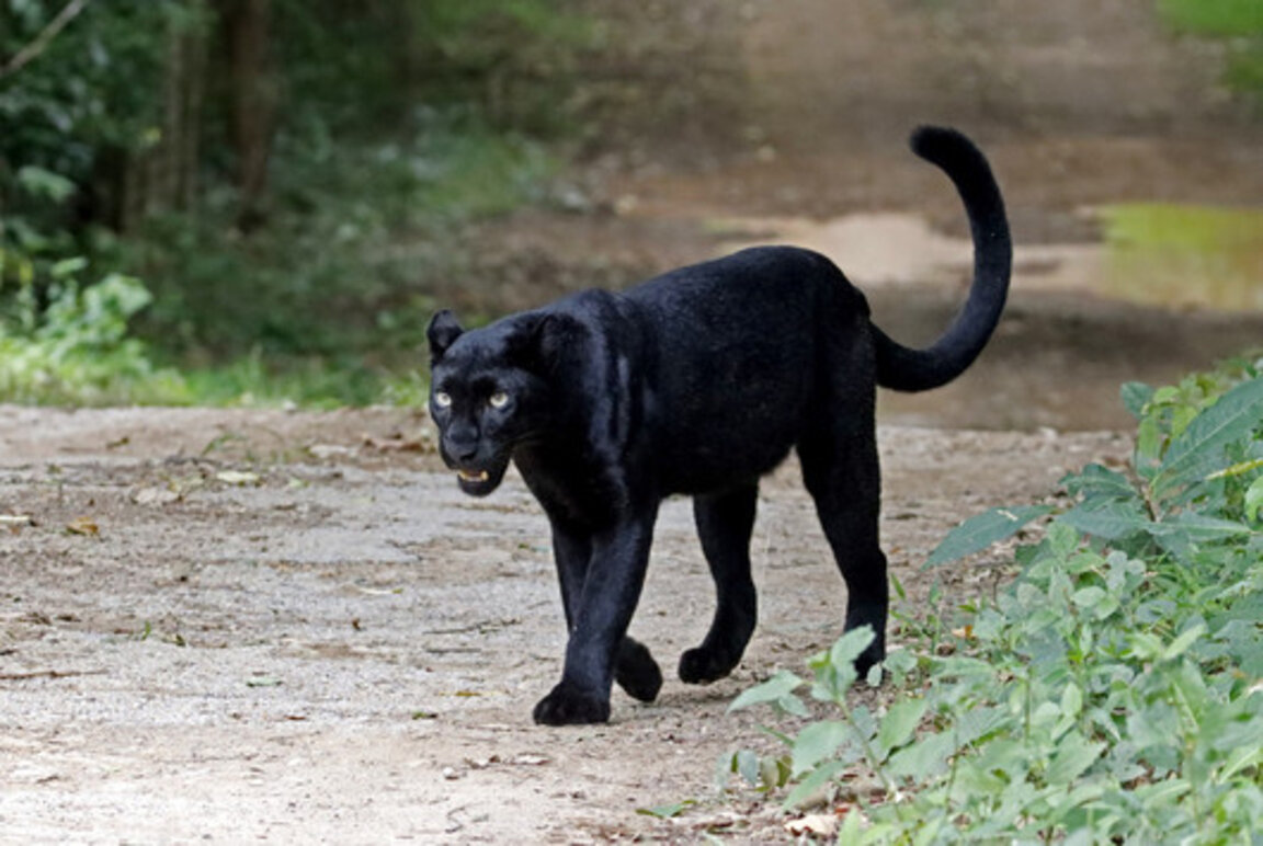 Черният леопард е забелязан до шуменския квартал "Мътница"