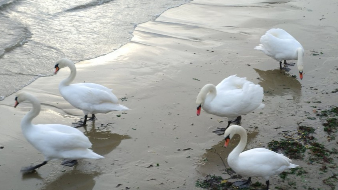 Лебеди във Варна