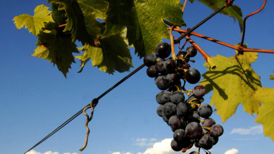 Изтича крайният срок лозарите да заявят ...