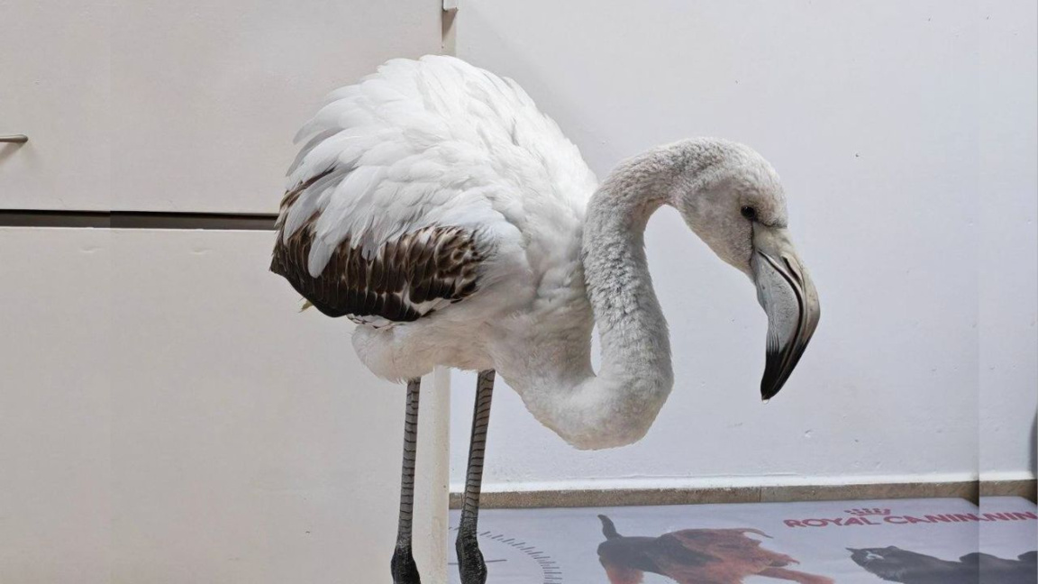 Un flamant en détresse sauvé à proximité de Bourgas