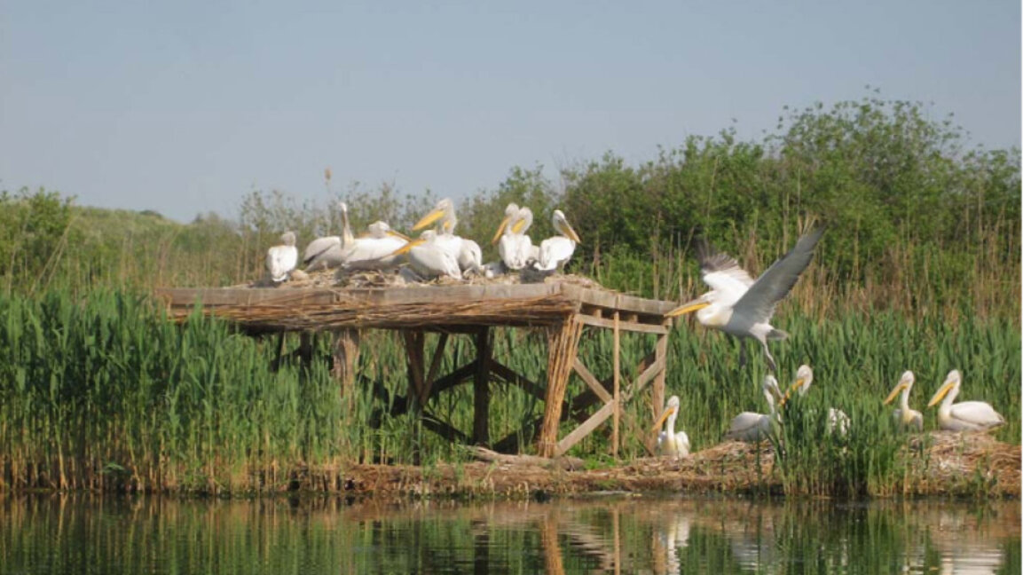 Конкурс за лого на "Сребърна"