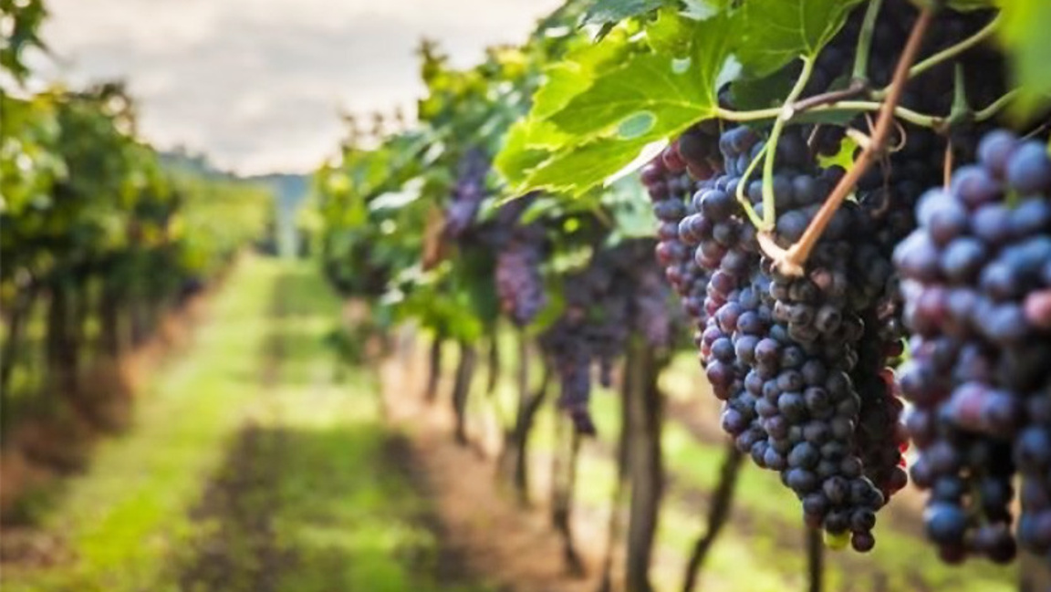 Заради опасна болест: БАБХ постави 20 хектара лозя под карантина