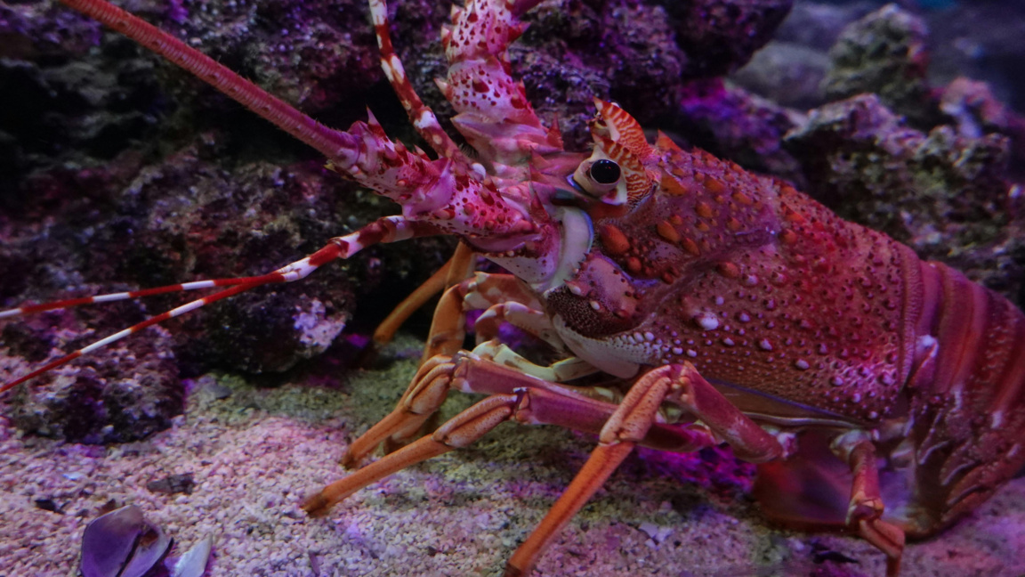 Варенето на живи омари вече ще е забранено в Англия