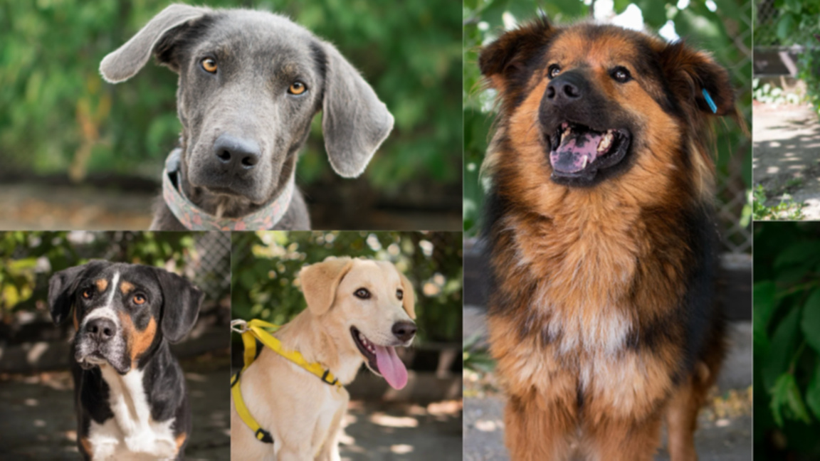 „Топла Коледа за кучетата в Общинския приют в Благоевград“