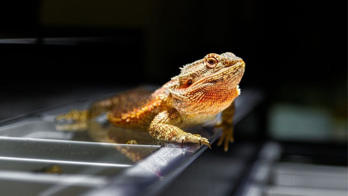 Plovdiv once again opens its doors to the largest exotic animal exhibition in the Balkans