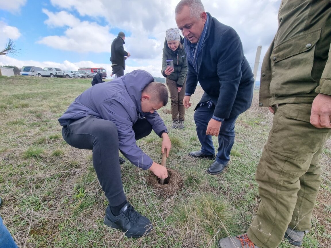 Десетокласници от Брезник засадиха в района на село Гоз фиданки черен бор