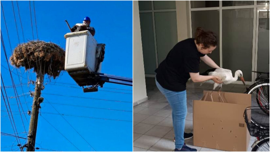 Επιχείρηση διάσωσης μικρού πελαργού στο χωριό Τοτσιλάρι