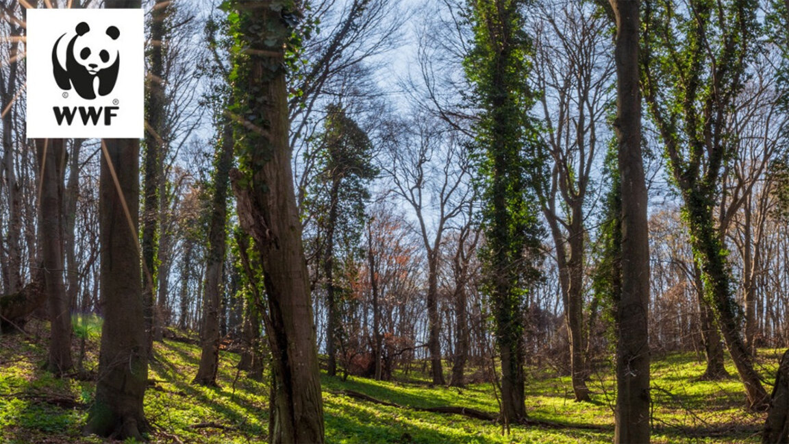 Доклад: Над една четвърт от дърводобива у нас незаконен