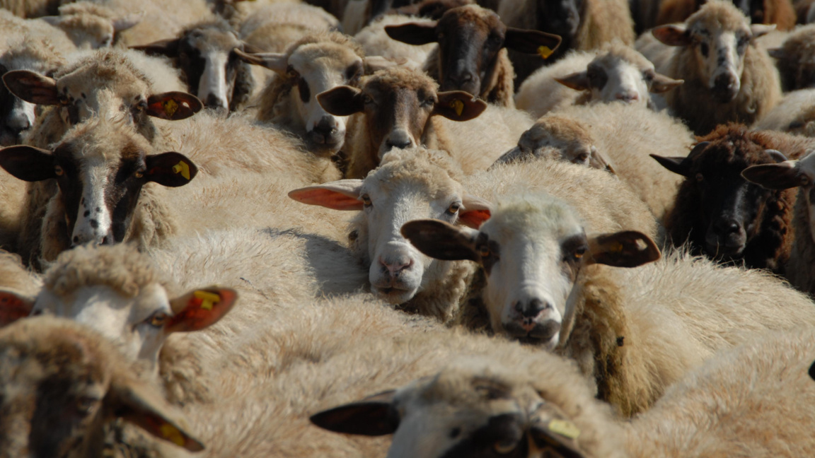 Climbers to rescue sheep trapped in a ravine near Kardzhali