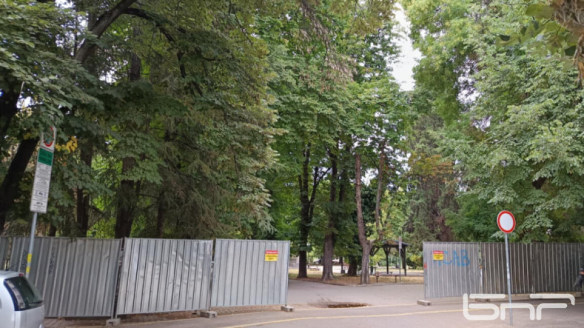 В Стара Загора премахват опасни дървета и гнезда на стършели
