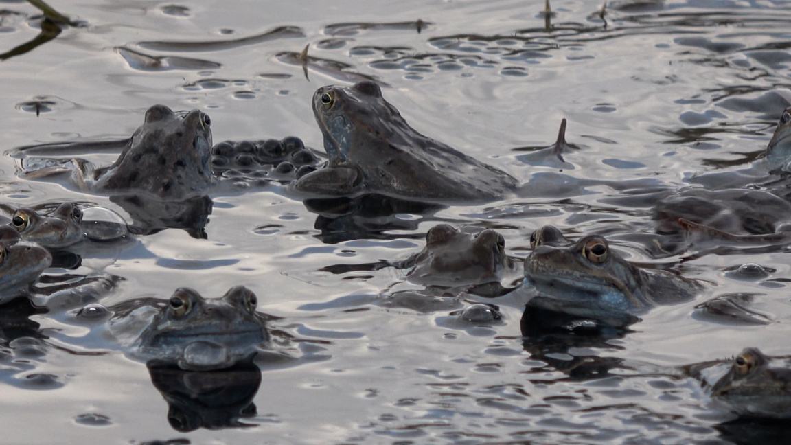 Необикновено пътешествие на планински жаби край Ботевград