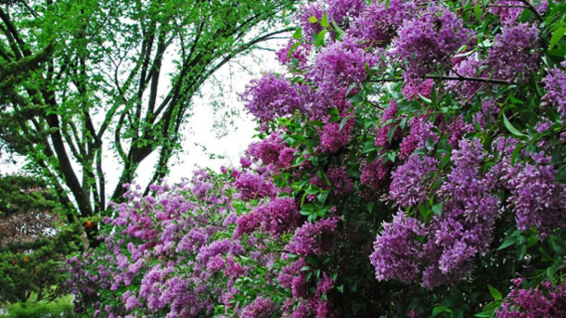 Fiesta de las lilas en Buzovgrad 