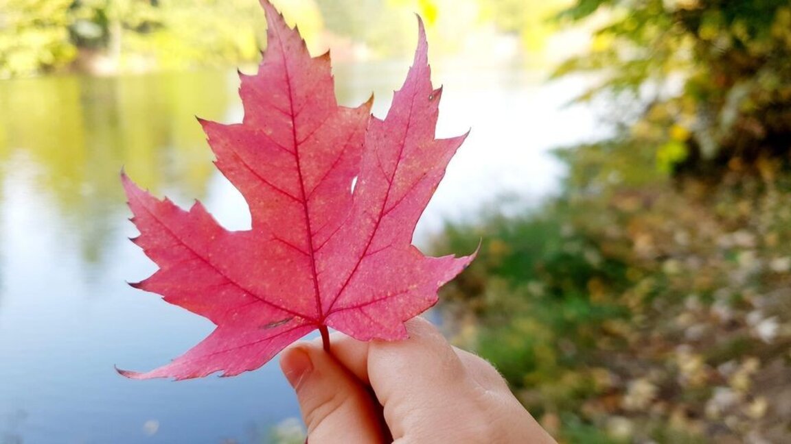 Есента и детският имунитет