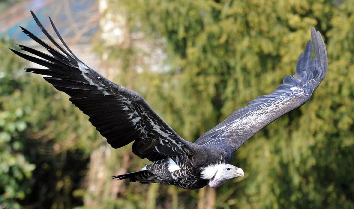 Adler aus der Dobrudscha kreist über Afrika