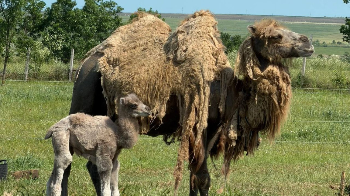 Un pui rar de cămilă albă cu două cocoașe s-a născut la Zoo Burgas