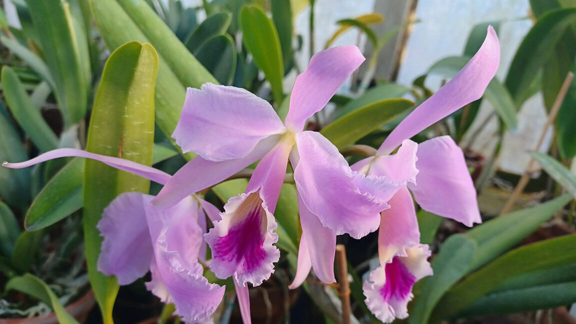 Merveilleux coloris et belles émotions au Jardin botanique de l'Académie bulgare des Sciences