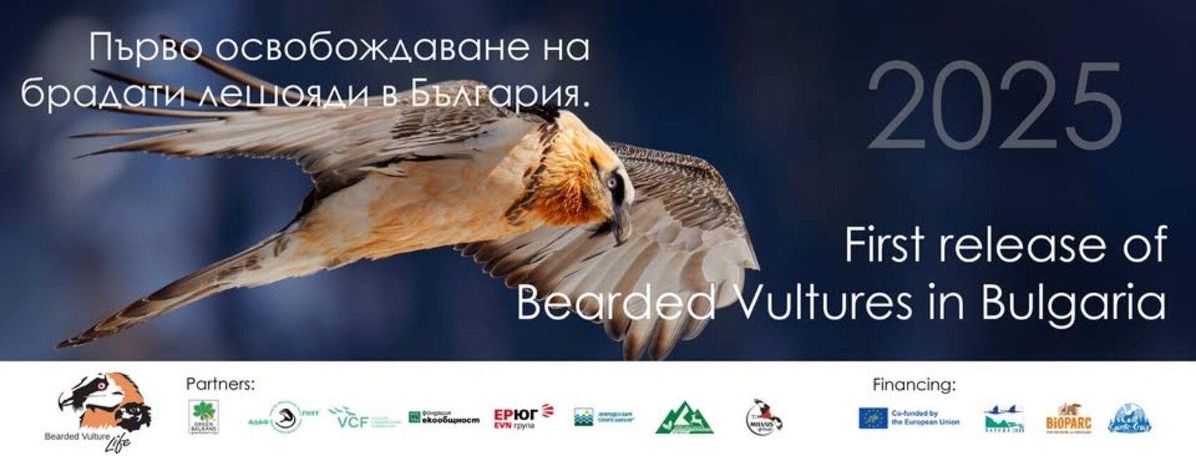 Първите брадати лешояди ще бъдат освободени в дивата природа край Сливен