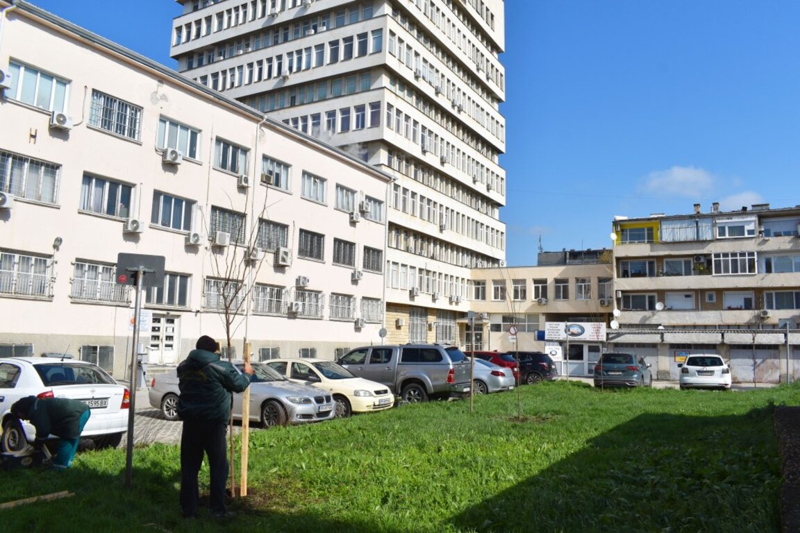 Нови дръвчета в Разград