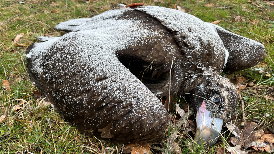 Още два отровени черни лешояди откриха в Котленския Балкан