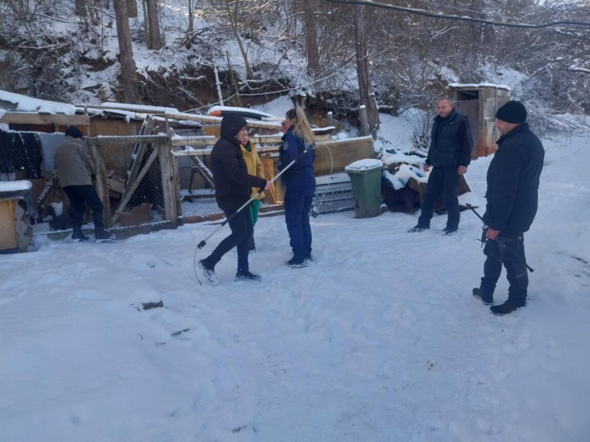 Кучета, които са били ползвани за боеве, са спасени в акция в Перник