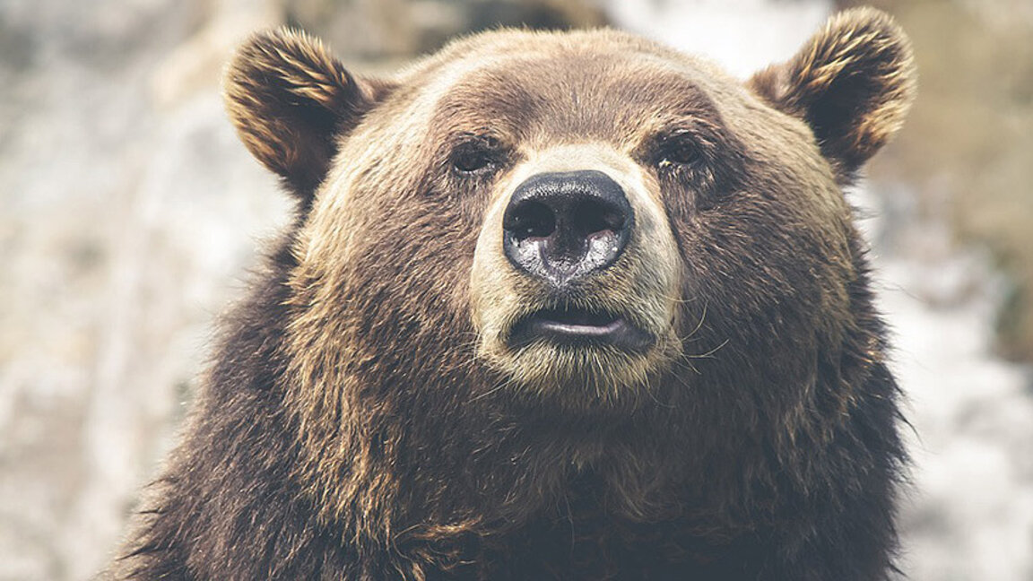 В Смолян искат разрешение за отстрел на опасна мечка