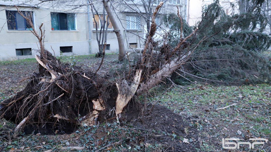 Над 20 сигнала за паднали клони и дървета в София заради силния вятър