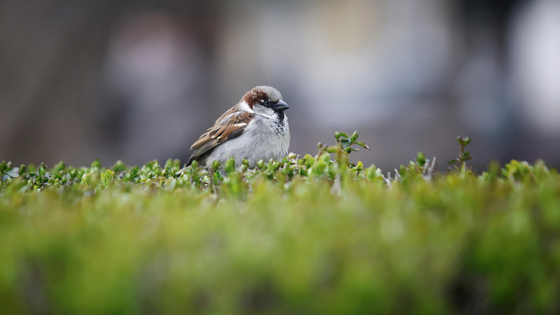 Météo: Nuages, pluie et neige