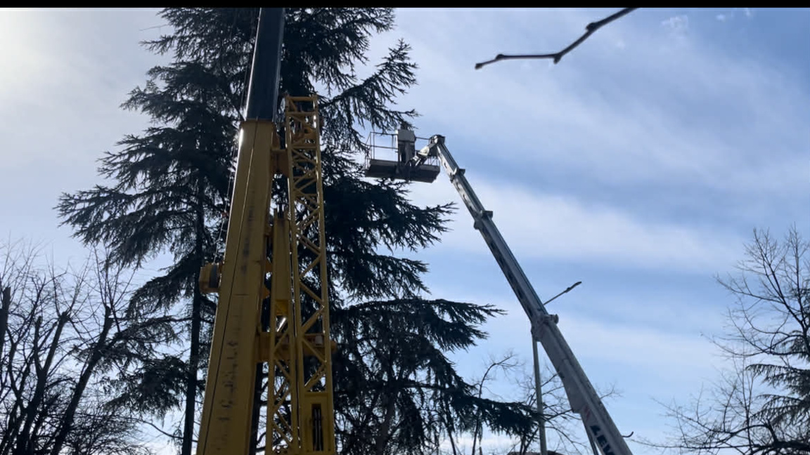 момент от подготвителния процес по подрязването