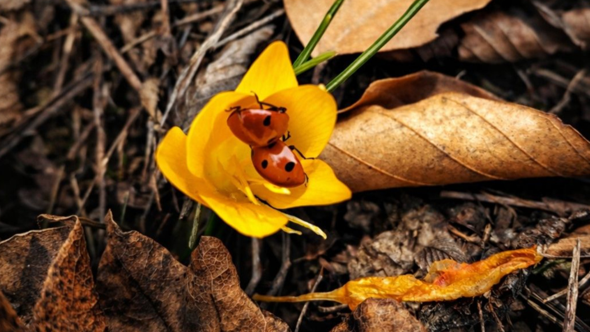 С Радио Шумен и на 8 март