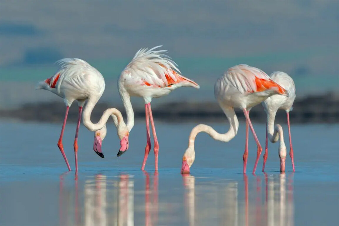 2024 was a landmark year for the greater flamingo in Bulgaria