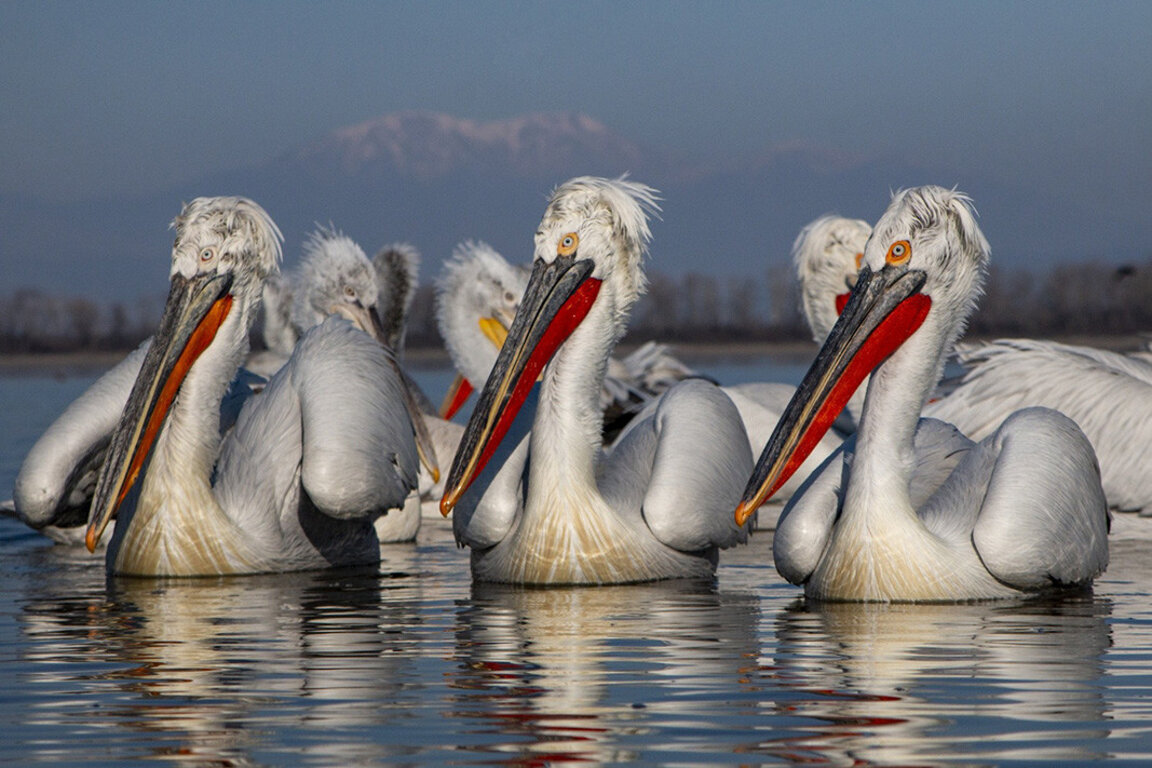 Tourisme ornithologique : la Bulgarie est une des meilleures destinations en Europe