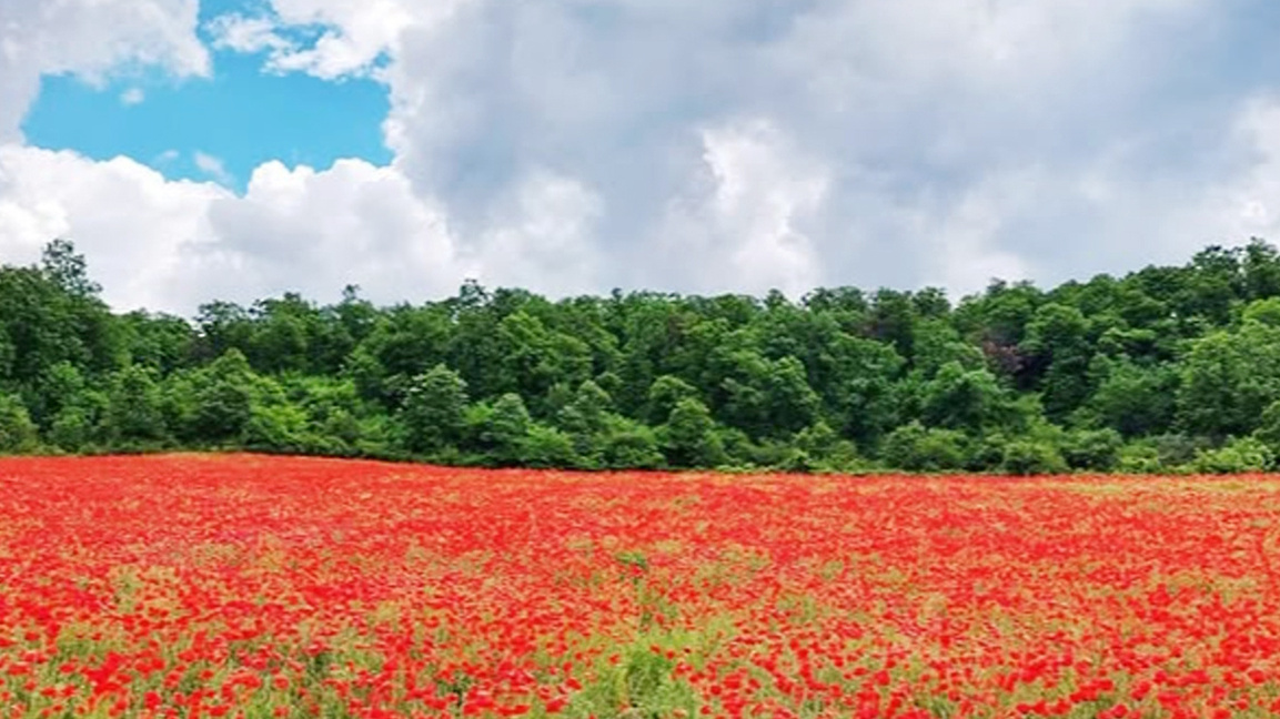 “Të dua, o atdhe!” – një perlë patriotike 