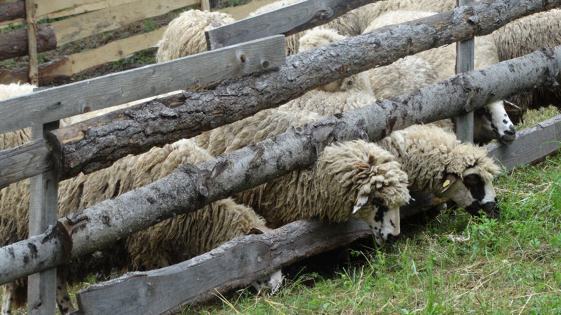 Today is the day of Veterinary Medical Specialists in Bulgaria