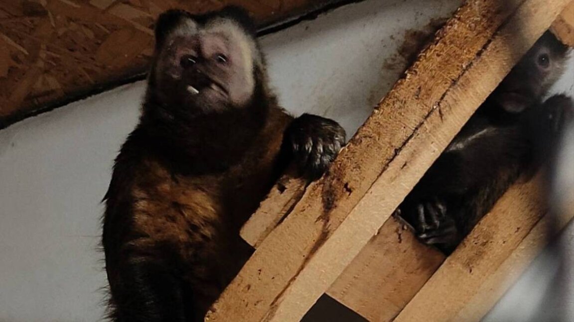 Три огрличаста пекарија и смеђи капуцин нове звезде зоо-врта у Старој Загори