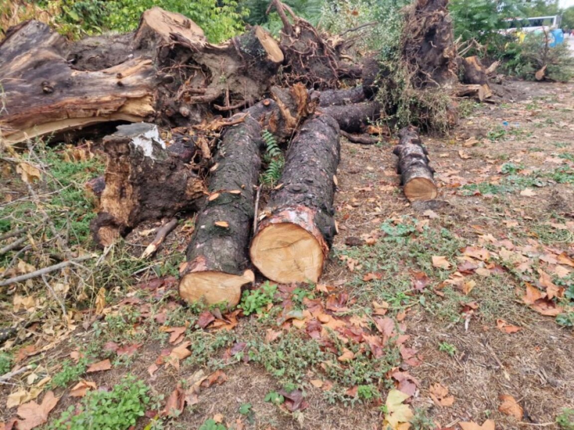 Защо се отсичат дърветата в Крайдунавския парк във Видин