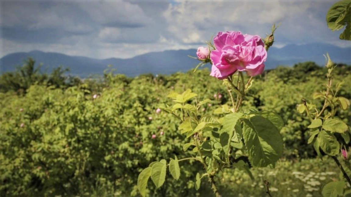 Bulgarian rose growers - battling climate change and unfair trade practices