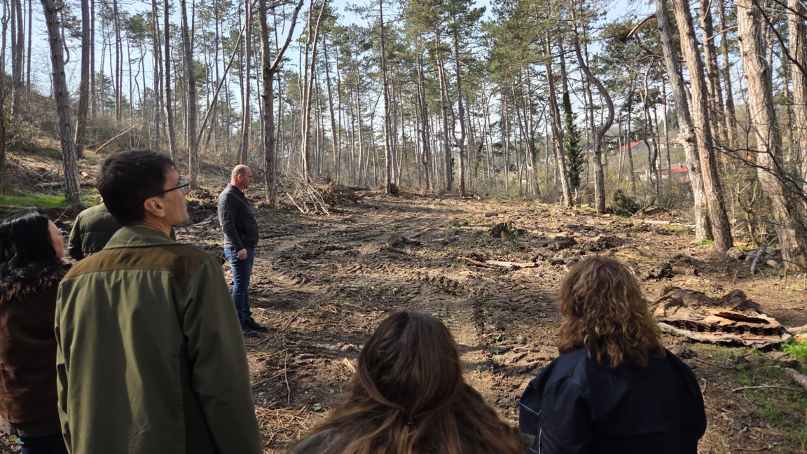 Сеч на гора в кв. "Аспарухово"