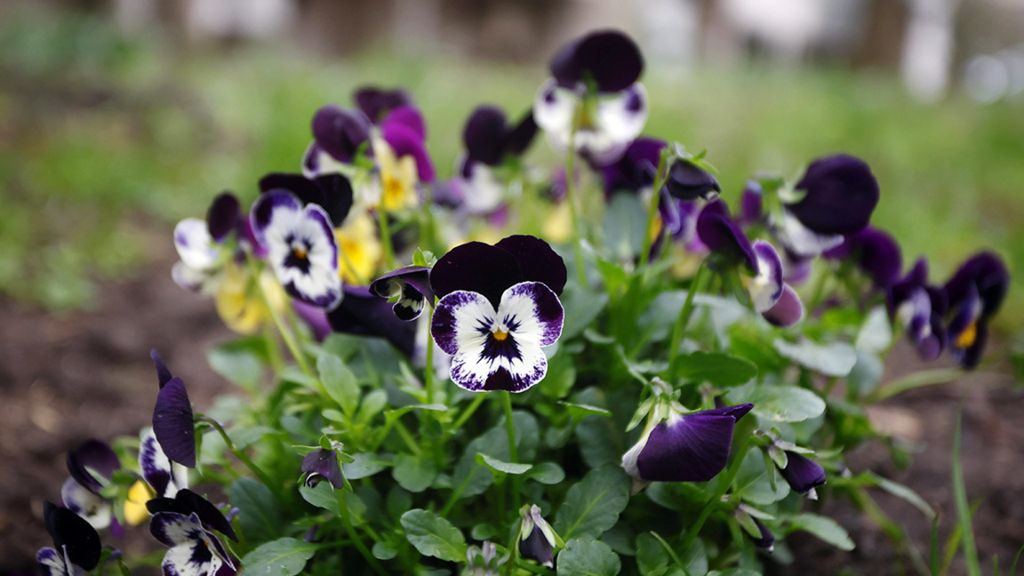 Weekend cu ploi și ninsori la munte: Vremea se răcește în toată Bulgaria