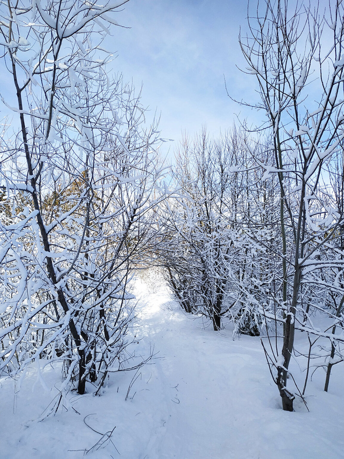Candidature de la Bulgarie aux JO d'hiver de la Jeunesse...