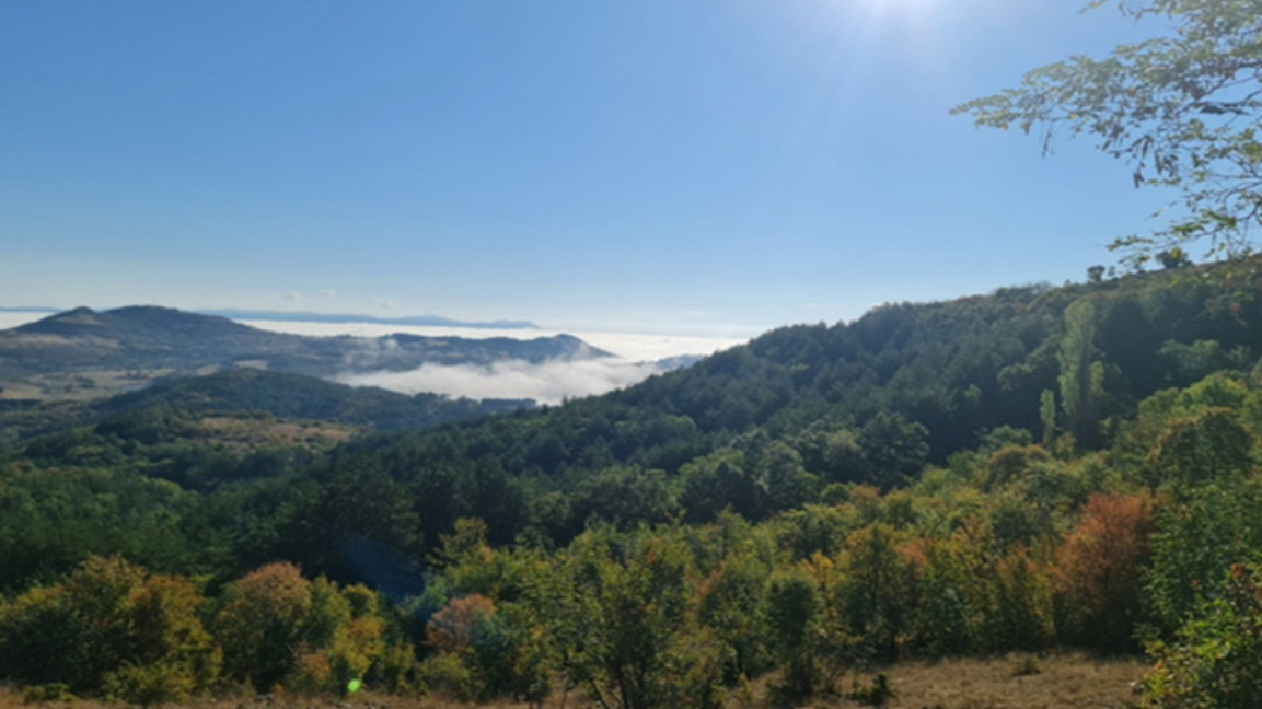 Сертифицирани гори в Югоизточна България. Снимка: