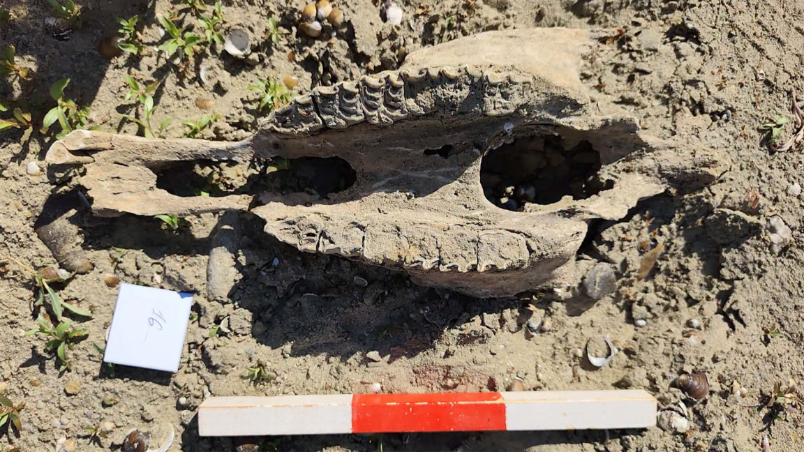 Freiwillige entdecken an der Donau bis zu 65 Millionen Jahre alte Funde