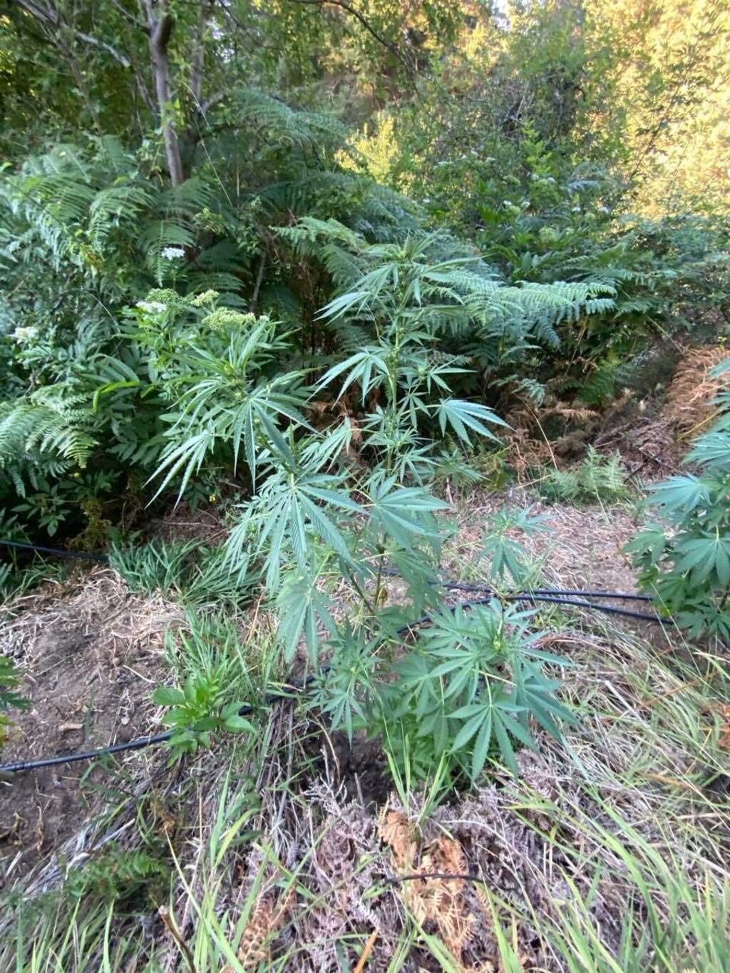 В село Извор задържаха англичанка, която сама си отглеждала коноп