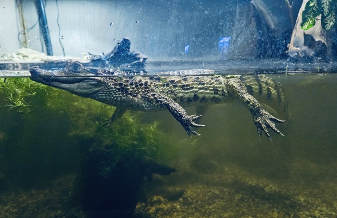 Очилат кайман е новият обитател в Аквариума във Варна (СНИМКИ)