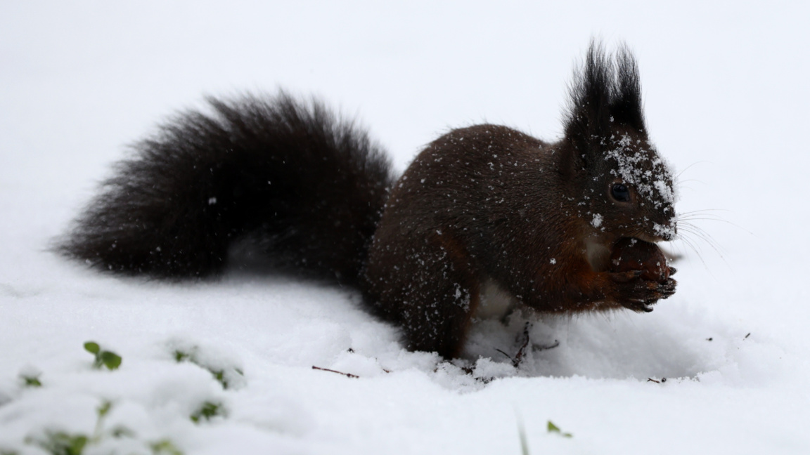 Прогноз погоды на 31 января
